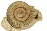 Jurassic Ammonite and Gastropod Cluster - Fresney, France #334774-3